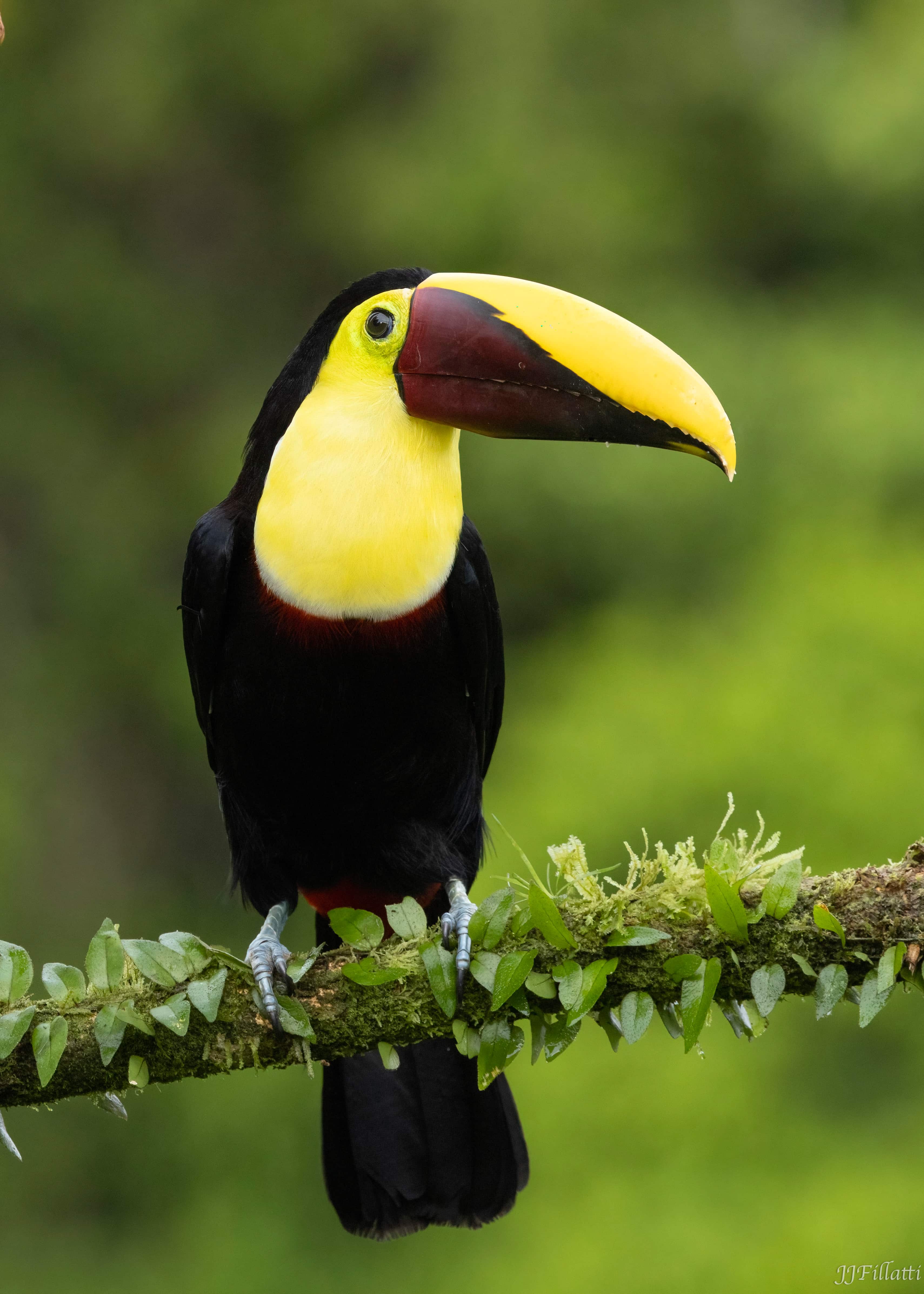 bird of Costa Rica image 12